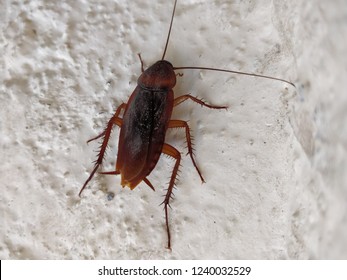 205 Swarm of cockroaches Images, Stock Photos & Vectors | Shutterstock