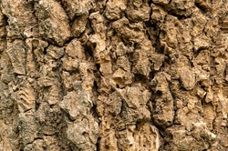 Closeup Of Indian Cork Tree Bark Texture Background. Abstract Of Rough Cracked Texture Surface Of Indian Cork Tree, Tree Jasmine, Millingtonia Hortensis.