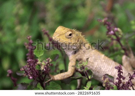 Closeup of Indian garden lizard (Girgit), common garden lizard Oriental garden lizard (Calotes versicolor) sitting on a wall, scientifically known as Dypsis lutescens. 