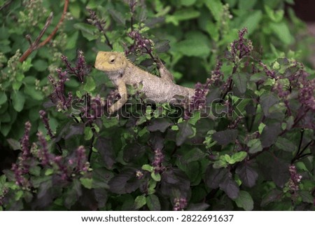 Closeup of Indian garden lizard (Girgit), common garden lizard Oriental garden lizard (Calotes versicolor) sitting on a wall, scientifically known as Dypsis lutescens. 