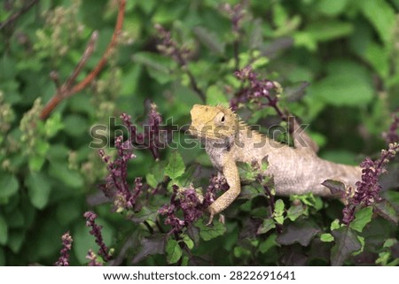 Closeup of Indian garden lizard (Girgit), common garden lizard Oriental garden lizard (Calotes versicolor) sitting on a wall, scientifically known as Dypsis lutescens. 