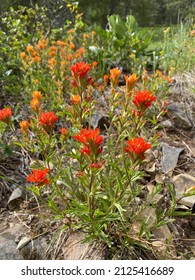 Closeup Of Indian Paintbrush Wildflower Castilleja