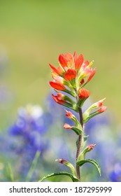 Closeup of  Indian Paintbrush wildflower with Texas bluebonnets on the background