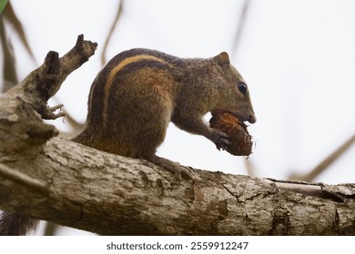 A close-up of an Indian palm squirrel perched on a tree branch, eating a nut in Sri Lanka. The natural scene highlights the wildlife of tropical regions, ideal for nature, wildlife, and animal - Powered by Shutterstock