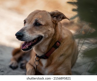 A closeup of an Indian Pariah dog with an open mouth resting next to the grass on a blurred background