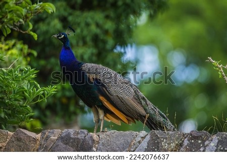 A closeup of an Indian peafowl, Pavo cristatus on a wall with green foliage in the background 