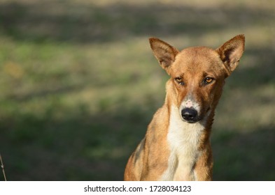 Closeup of Indian Wild Dogs  - Shutterstock ID 1728034123