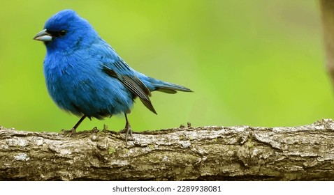 close-up of the indigo bunting, the bird that looks like a sparrow - Shutterstock ID 2289938081