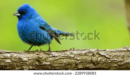 close-up of the indigo bunting, the bird that looks like a sparrow