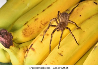 Closeup of the infamous Brazilian wandering or banana spider Phoneutria nigriventer (Araneae: Ctenidae), a medically important spider photographed on yellow bananas.