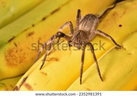 Closeup of the infamous Brazilian wandering or banana spider Phoneutria nigriventer (Araneae: Ctenidae), a medically important spider photographed on yellow bananas.