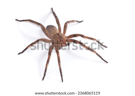 Closeup of the infamous Brazilian wandering or banana spider Phoneutria nigriventer (Araneae: Ctenidae), a medically important spider photographed on white background.