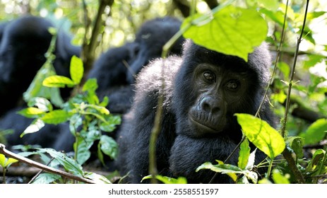 Close-up of an infant Mountain Gorilla in Lush Green Forest Habitat, Wildlife Conservation Concept in Bwindi Impenetrable Forest, Uganda - Powered by Shutterstock