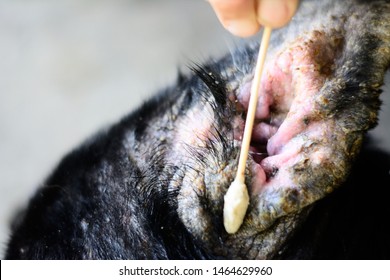 pus earwax