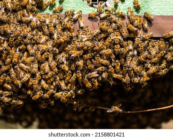 A Closeup Of An Infestation Of Africanized Bees, Also Known As The Africanized Honey Bee Or 