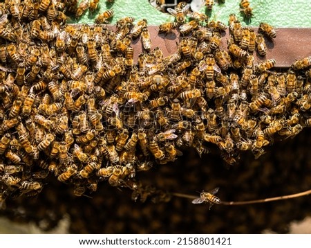 A closeup of an infestation of Africanized bees, also known as the Africanized honey bee or 