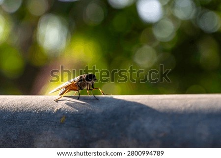 Close-up of an insect fly perched on a pipe under warm sunlight with a beautiful green bokeh background.