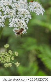 close-up of an insect, likely a hoverfly or bee, on delicate white wildflowers with a soft green background. highlights nature's intricate details and pollination.