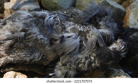 Close-up of insects and flies crawling over a dead bird. Victim of disaster or disease. Death of a wild creature. Cadaveric parasites. - Shutterstock ID 2221707073