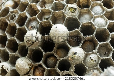 A closeup of the inside of the cells in a Wasp or yellowjacket (Vespula vulgaris) nest with larvae in their individual cells and mature wasps hatching from larvae, Gloucestershire, UK