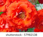 Close-up of the inside of a red rose