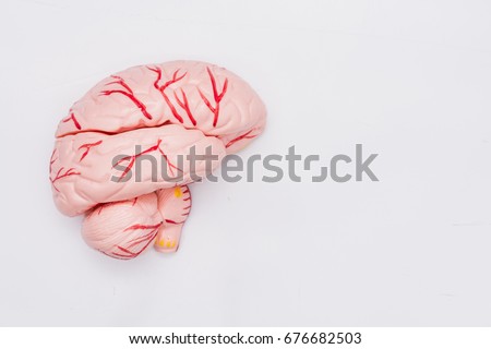 Close-up of Internal organs dummy on white background. Human anatomy model. Anatomy of the Brain.