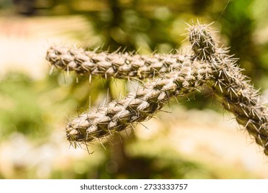 Close-up of intersecting, spiky cactus stems bathed in warm sunlight, highlighting texture and desert plant details ideal for nature, outdoor, and macro stock images.
