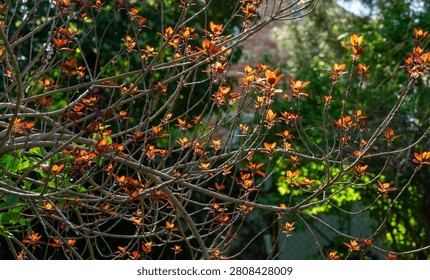 Close-up of intertwining branches and young red leaves of Cotinus coggygria Royal Purple (Rhus cotinus, the European smoketree), showcasing mix of green and reddish hues against natural backdrop