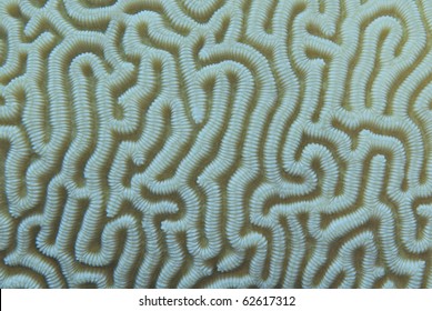 Close-up of the intricate pattern of a brain-coral (Platygyra lamellina). Marsa Bareika, Ras Mohamed National Park, red Sea, Egypt.