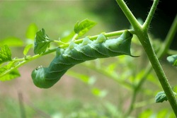 Closeup Of An Invasive Tobacco Hornworm Eating A Tomato Plant