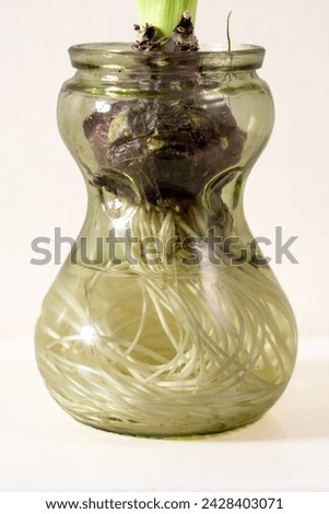 Close-up iof the roots of a hyacinth flower in as glass jar, half-filled with water