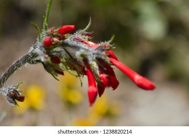 Closeup Of Ipomopsis Aggregata Wildflowers In Idaho.