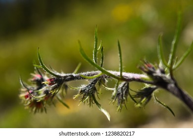 Closeup Of Ipomopsis Aggregata Wildflowers In Idaho.