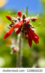 Closeup Of Ipomopsis Aggregata Wildflowers In Idaho.