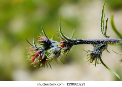 Closeup Of Ipomopsis Aggregata Wildflowers In Idaho.