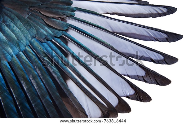 白い背景にヨーロッパのマグピの翼の虹色の羽の接写 鳥の羽のテクスチャー ヨーロッパのマグピーの美しい多彩色の羽 の写真素材 今すぐ編集