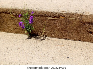 Closeup Of Iris Flower Growing Through Concrete Stairs