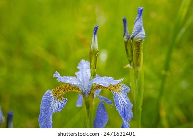 Close-up of an iris flower, a purple iris flower covered with dew drops on a bright green blur background. - Powered by Shutterstock