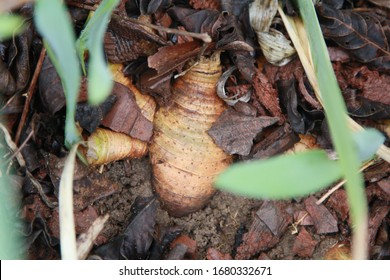 Closeup Of An Iris Rhizome In A Flower Garden