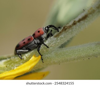 Closeup of a Ironweed Curculio Weevil (Rhodobaenus tredecimpunctatus) on a plant stem. - Powered by Shutterstock