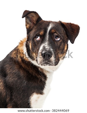 Closeup of an irritated dog lifting one ear and rolling his eyes up 