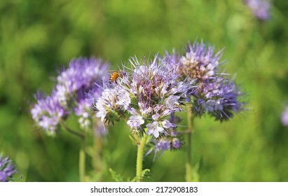 Closeup of isolated blue violet tansy (lacy phacelia tanacetifolia) flowers in green meadow, one bee - Germany 
