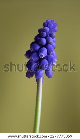 Similar – Medicinal plant Lavender