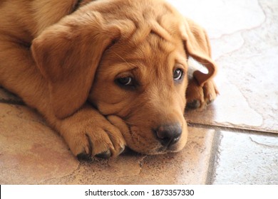 Closeup of isolated fox red Labrador retriever puppy lying on shiny brown tile floor in the sunshine looking at the camera with sad face causing forehead wrinkles in fur with shallow depth of field