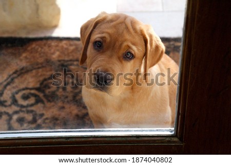 Closeup of isolated fox red Labrador retriever puppy sitting outside old wooden door frame with window waiting to come inside with slight glass reflection and shallow depth of field