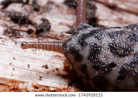 Closeup of an isolated Leopard Slug (Limacidae, Limax maximus).
