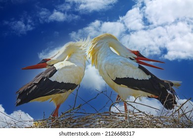 Closeup of isolated pair two mating white storks in nest with tilted back heads against blue sky with fluffy cumulus clouds