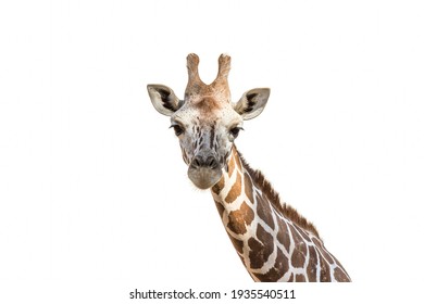 Huiswerk maken Onderdrukker spiraal Giraf Images, Stock Photos & Vectors | Shutterstock