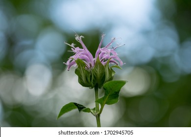 Closeup Of Isolated Purple Wild Bergamot Bee Balm Flower With Green Leaves And Stem And Bokeh Forest Background