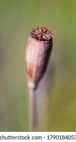 Close-up Of Isolated Seed Head Of Common Poppy Flower (Papaver Rhoeas). Selective Focus, Shallow Depth Of Field. Blurred Background.